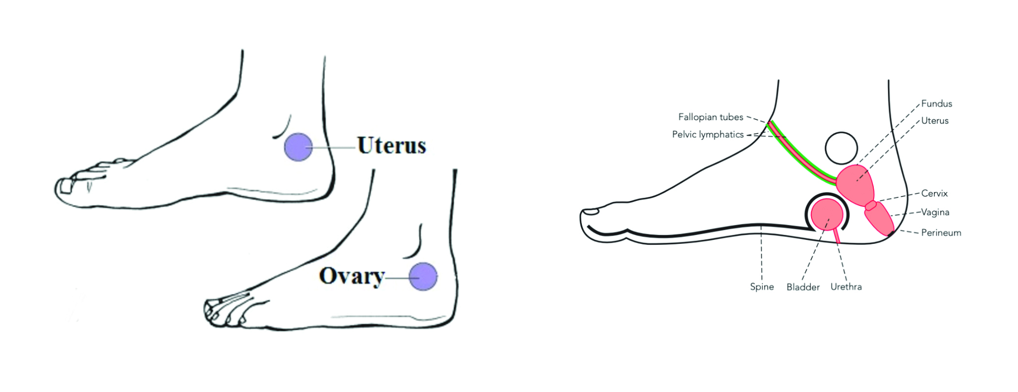 Uterus ovary cervix points